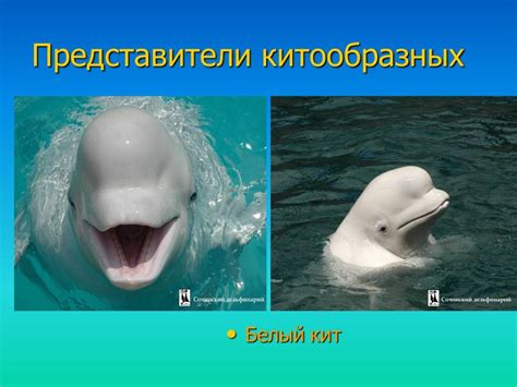 Презентация "Китообразные" (5 класс) по биологии – скачать проект