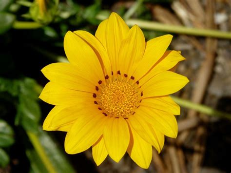 Arnica Growing Conditions Tips On Planting Arnica Herbs In The Garden