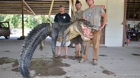 Alligator Catch Breaks Mississippi Record Mirror Online