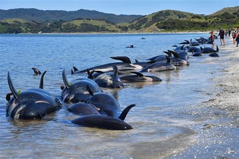 A Search for Clues to What Causes Whale Strandings - Earthzine