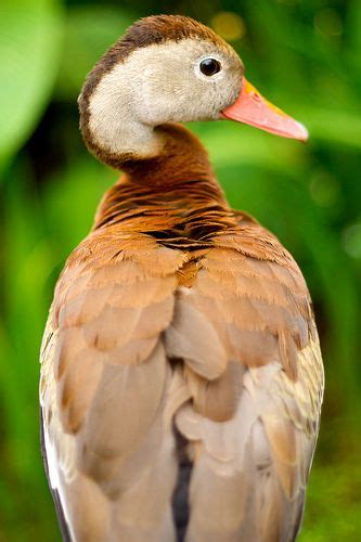 Pijije Black Bellied Whistling Duck Dendrocygna Autumnalis La Paz