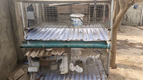 Used Rabbit Cage And Angora Rabbits For Sale Agriculture Nigeria