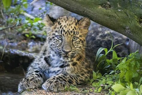 The Rare Amur Leopard Cubs Born At The Beardsley Zoo Are Ready To Meet You