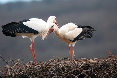 Premium Photo Couple White Storks On The Nest Stork Breeding In