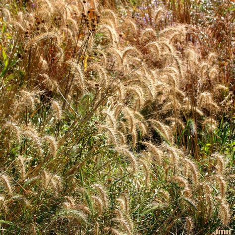 Canadian Wild Rye Grass