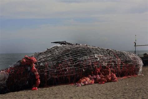 Une baleine retrouvée morte avec 40 kilos de plastique dans le ventre