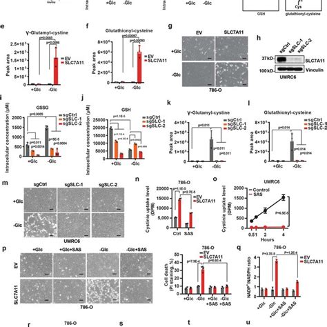 SLC7A11 Mediated Cystine Uptake And Subsequent Cystine Reduction To