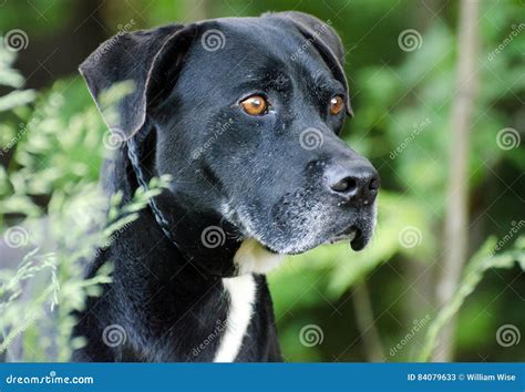 88 Great Dane And Lab Mix Puppy L2sanpiero