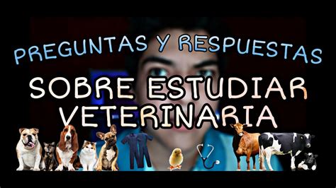 Preguntas Y Respuestas Sobre Estudiar Veterinaria Youtube