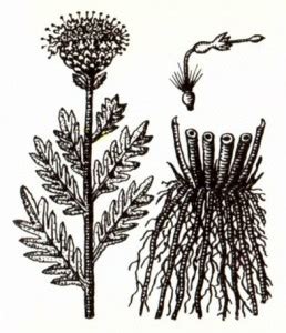Левзея сафлоровидная (Leuzea carthamoides DC.) / Herbal Expert