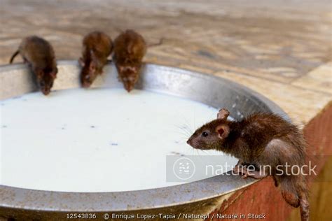 India Temple Rats Drinking Milk