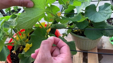 How To Hand Pollinate Cucumbers Flowers For Higher Yeilds Youtube