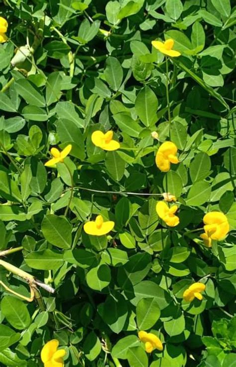 Arachis Repens Plants Ornamental Plants All Plants