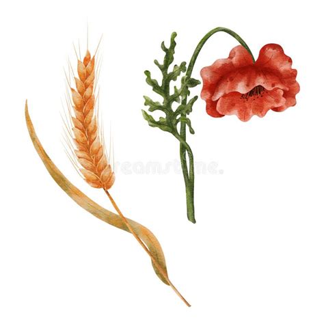 Watercolor Wheat And Field Poppies Elements Isolated On A White