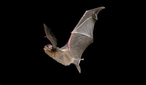 Southern bent-wing bat - Australian Geographic