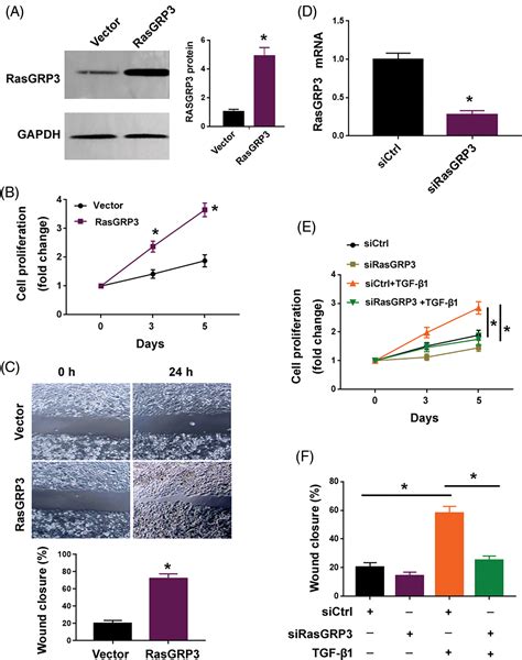 Biocell Free Full Text Vitamin D Attenuates Tgf β1 Induced Lung