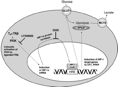 Induction Of Hif Glut And Pfkp By Th Activation Of The Pi K In