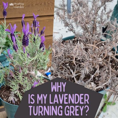 Help Why Is My Lavender Yellowing Get The Leaves Growing