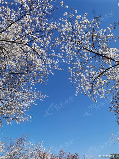 花卉高清图片下载红动中国