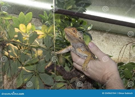 Agamidae A Species Of Iguana Lizards Royalty-Free Stock Image | CartoonDealer.com #254963704