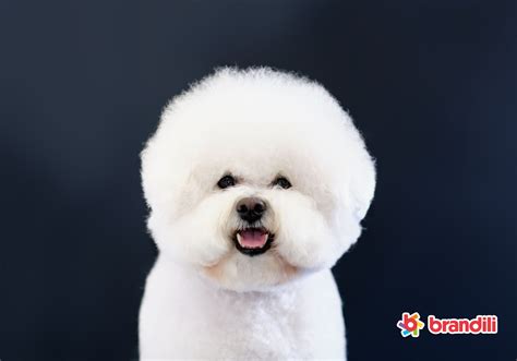 Classificaçao Biologica Do Cachorro