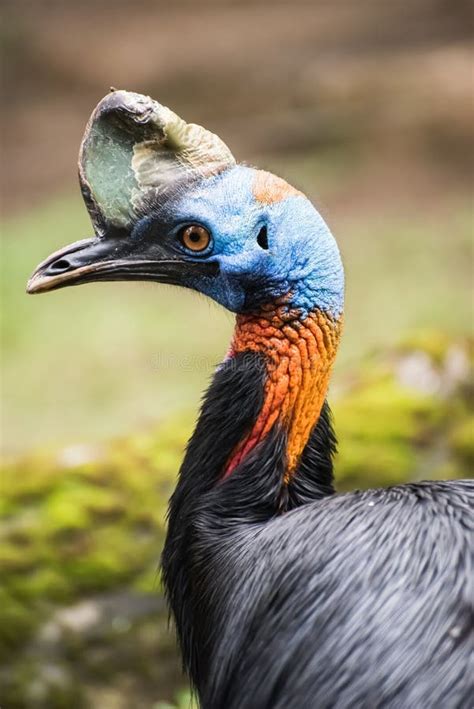 Portrait Of A Beautiful And Exotic Southern Cassowary Stock Photo