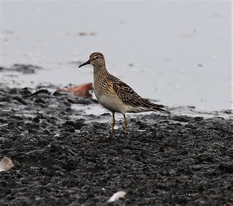 Pectoral Sandpiper Martin Mere Paul Billington Flickr