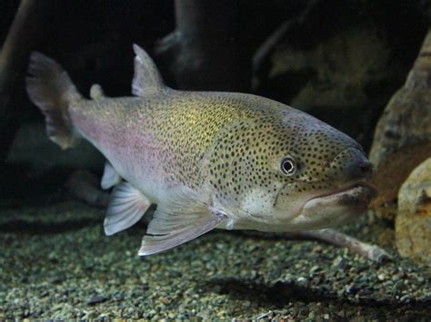 イトウは日本最大の淡水魚！絶滅が危惧される理由とは？面白い生態やおすすめの水族館もご紹介！