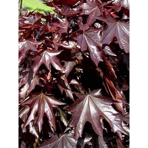 Acer Platanoides Crimson King Rable Platane Feuillage Pourpre Fonc