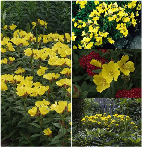 Oenothera Multiple Varieties Sundrops Garden Center Marketing