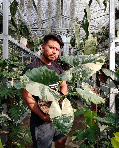 25 Variegated Elephant Ear Plant ReinierRosalind