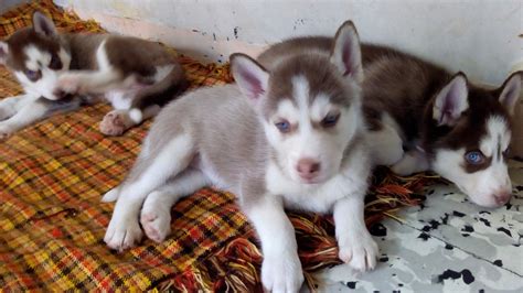 Venta De Cachorros Husky En Medellin Pettito