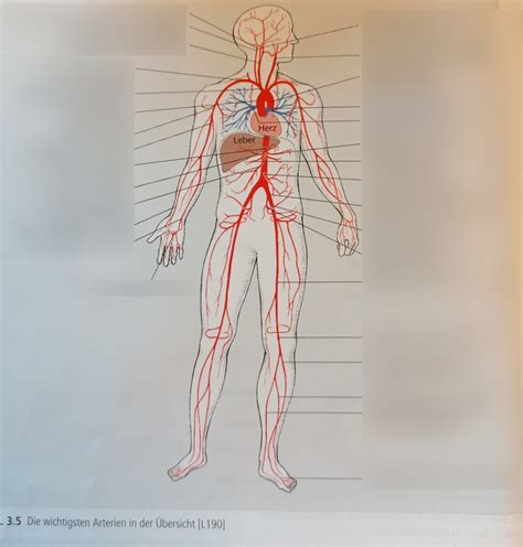 Wichtigste Arterien im Übersicht Diagram Quizlet