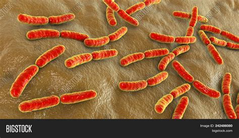 Bacteria Lactobacillus Image & Photo (Free Trial) | Bigstock