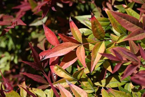 When and How to Prune Nandina (Heavenly Bamboo)