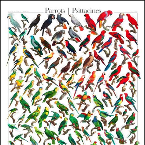 Parrot Poster Etsy