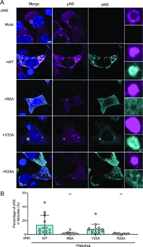 Mutations In S NS That Compromise RNA Binding Disrupt Incorporation Of