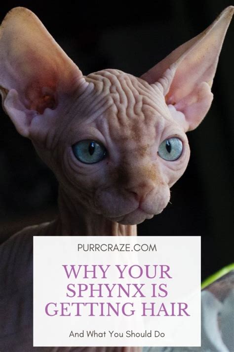 Purr Craze Blog: Why Your Sphynx Cat Is Getting Hair – What You Should Do