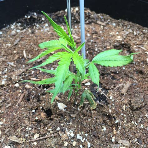 What Plants Grow In High Ph Soil – SC Garden Guru