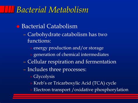 Ppt Bacterial Metabolism Powerpoint Presentation Free Download Id