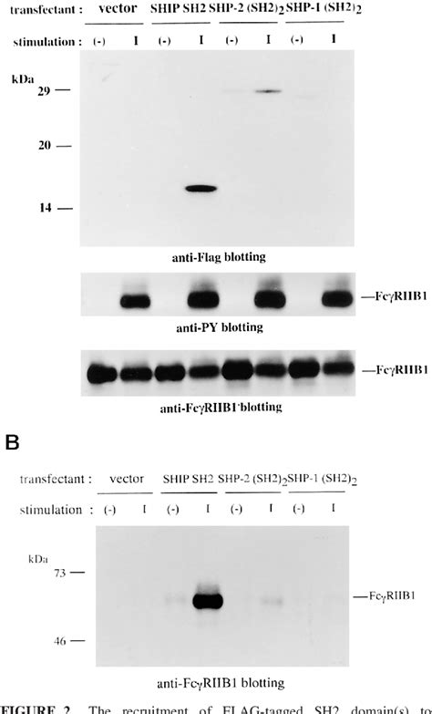 Figure From Effects Of Src Homology Domain Sh Containing