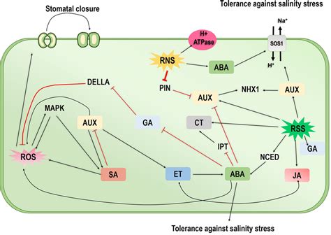 A Schematic Model Illustrating Ros Rss Rnsphytohormone Crosstalk In Download Scientific