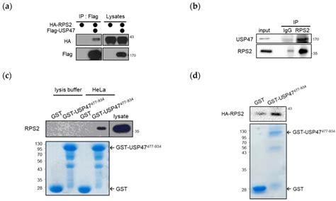 Ubiquitin Specific Protease Usp Interacts With Ribosomal Protein