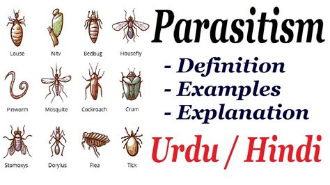 What Is Parasitism Definition And Examples Urdu Hindi Youtube