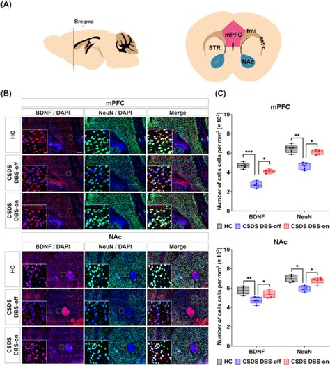 Results Of IHC Staining In The MPFC And NAc After NAc DBS A