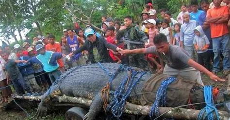 The Pinoy Informer: Lolong is Guinness' Largest Crocodile