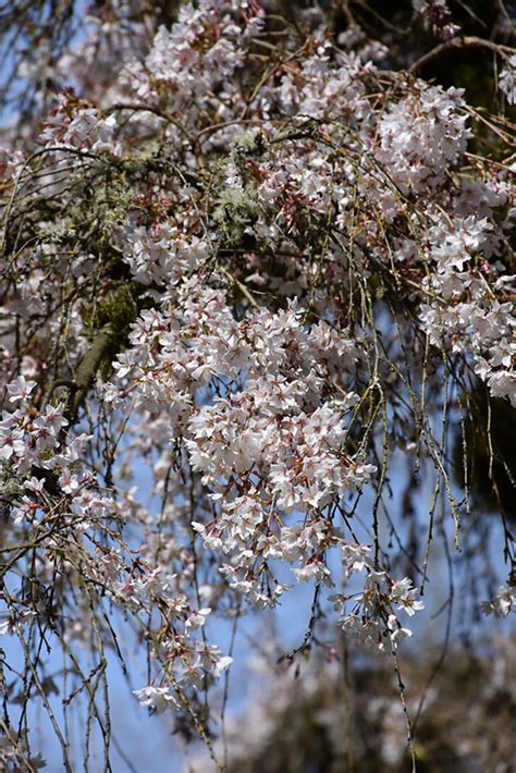 Weeping Higan Cherry Prunus Subhirtella Pendula In Boston Hopkinton