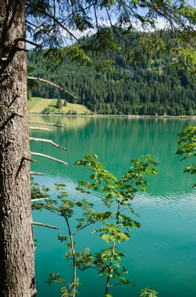 Baum am See mit türkis Wasser Lizenzfreies Foto 9706464