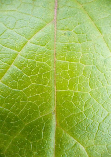 Macro shot of a green leaf stock image. Image of detailed - 131617111