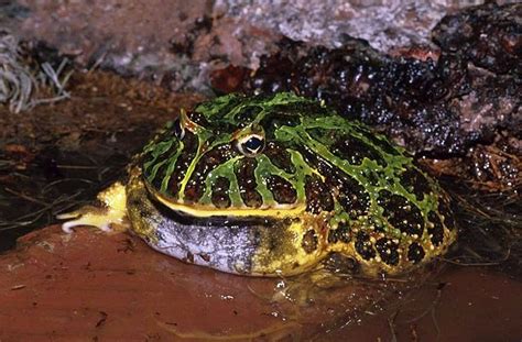 Rohatka ozdobná (Ceratophrys ornata) - ChovZvířat.cz